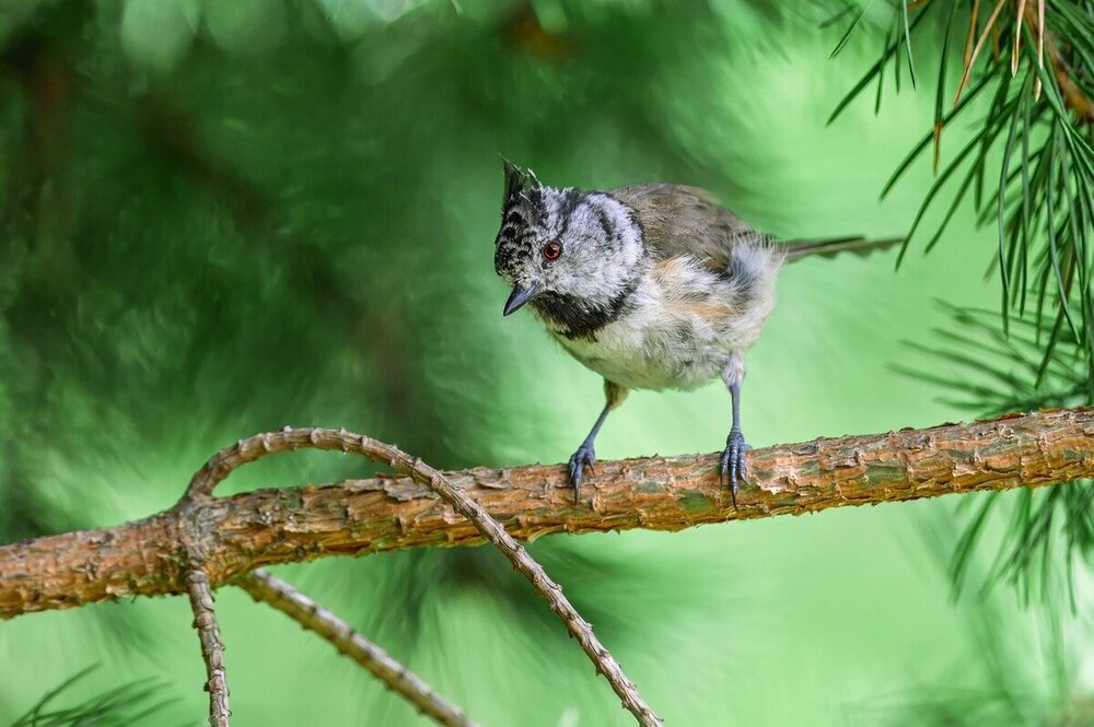 crested-tit-9695010.jpg